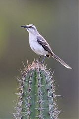 Tropical Mockingbird